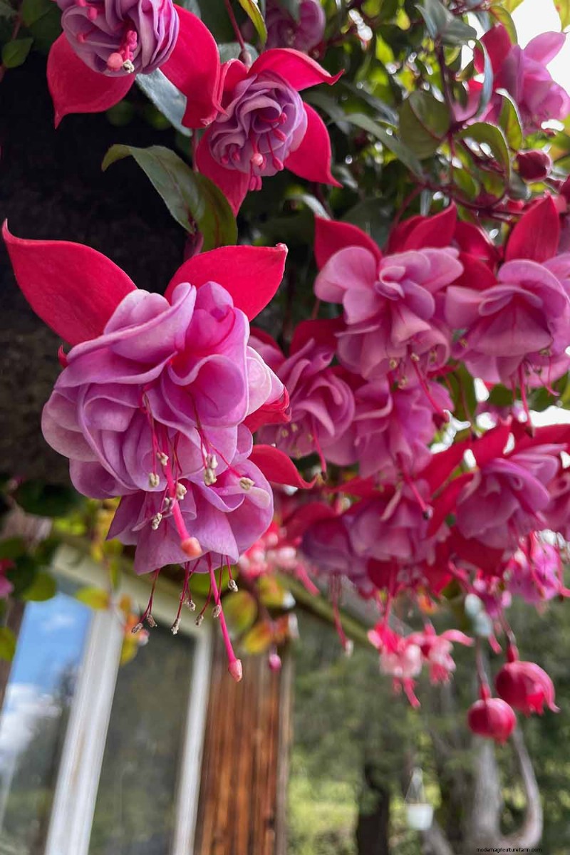 Edible Flowers: A Guide to 69 Delicious Varieties & Culinary Uses
