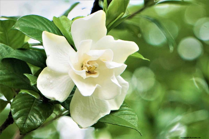 Edible Flowers: A Guide to 69 Delicious Varieties & Culinary Uses
