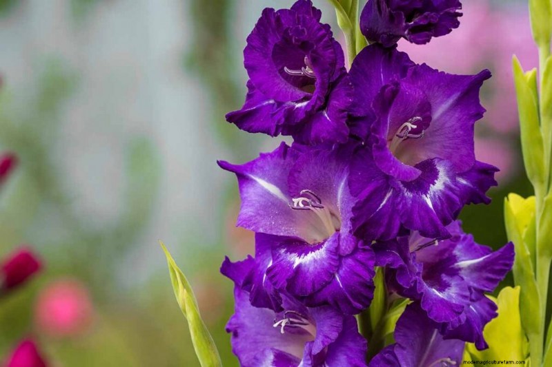 Edible Flowers: A Guide to 69 Delicious Varieties & Culinary Uses