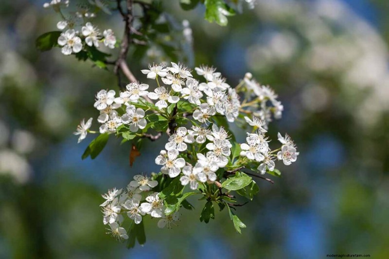 Edible Flowers: A Guide to 69 Delicious Varieties & Culinary Uses
