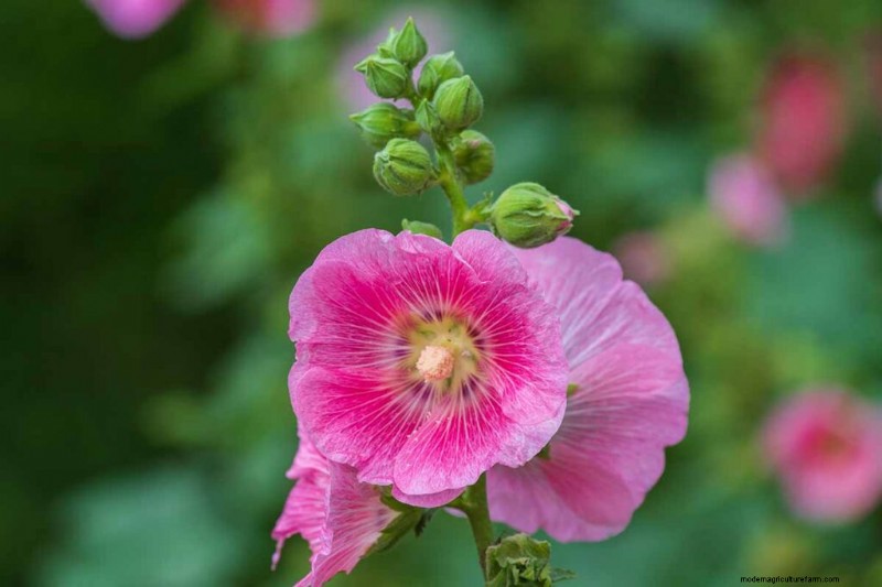 Edible Flowers: A Guide to 69 Delicious Varieties & Culinary Uses