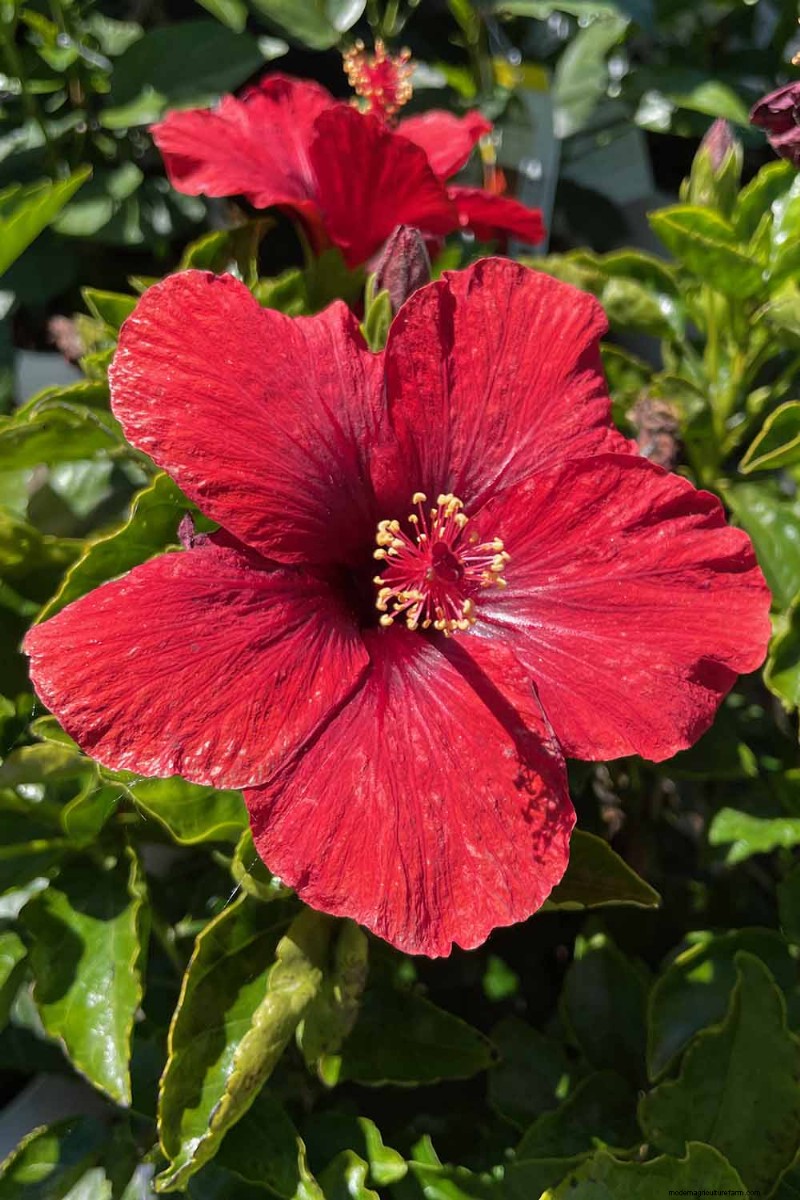 Edible Flowers: A Guide to 69 Delicious Varieties & Culinary Uses