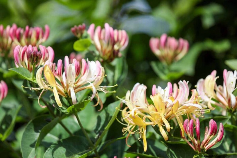 Edible Flowers: A Guide to 69 Delicious Varieties & Culinary Uses