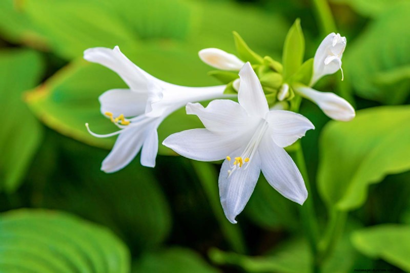 Edible Flowers: A Guide to 69 Delicious Varieties & Culinary Uses