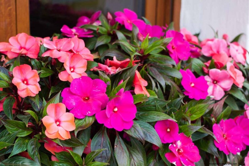 Edible Flowers: A Guide to 69 Delicious Varieties & Culinary Uses