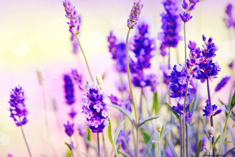 Edible Flowers: A Guide to 69 Delicious Varieties & Culinary Uses