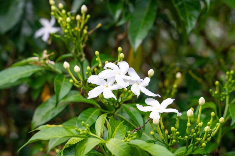 Edible Flowers: A Guide to 69 Delicious Varieties & Culinary Uses