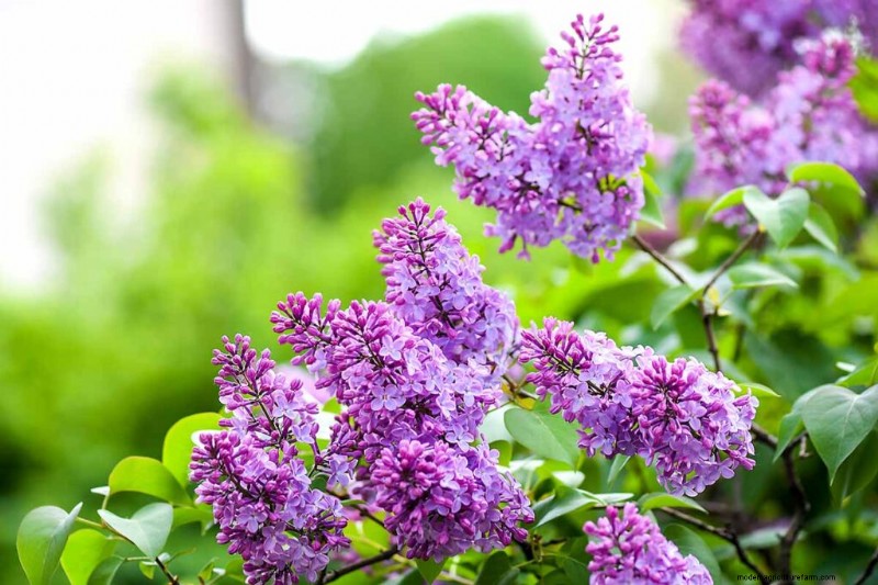 Edible Flowers: A Guide to 69 Delicious Varieties & Culinary Uses