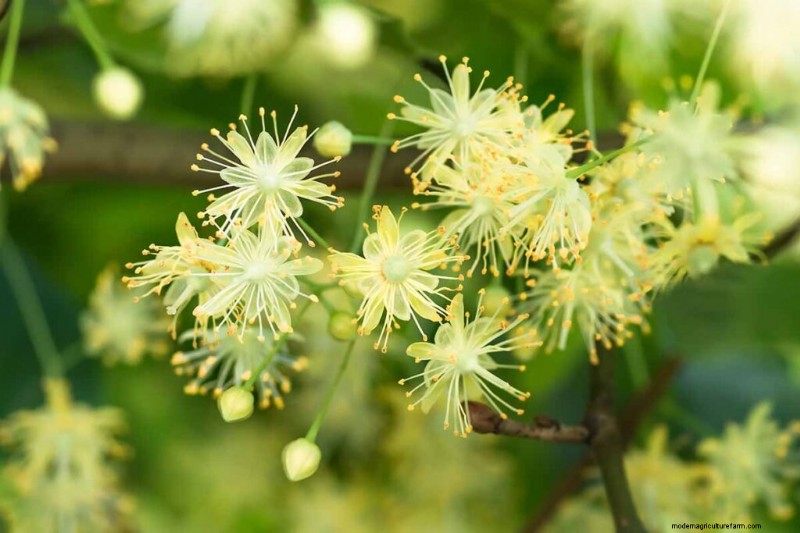 Edible Flowers: A Guide to 69 Delicious Varieties & Culinary Uses