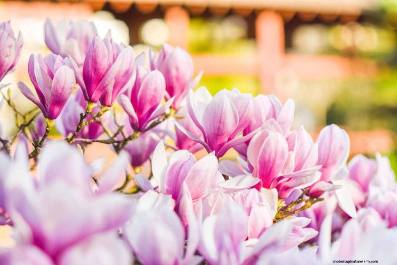 Edible Flowers: A Guide to 69 Delicious Varieties & Culinary Uses