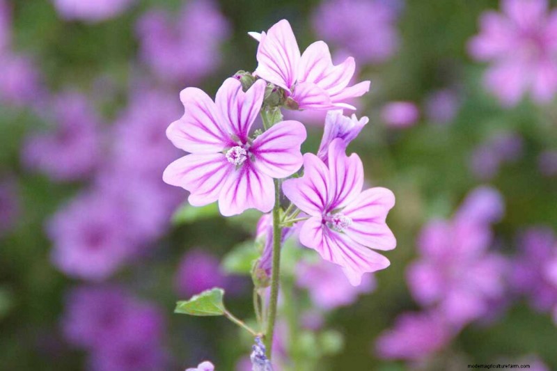 Edible Flowers: A Guide to 69 Delicious Varieties & Culinary Uses