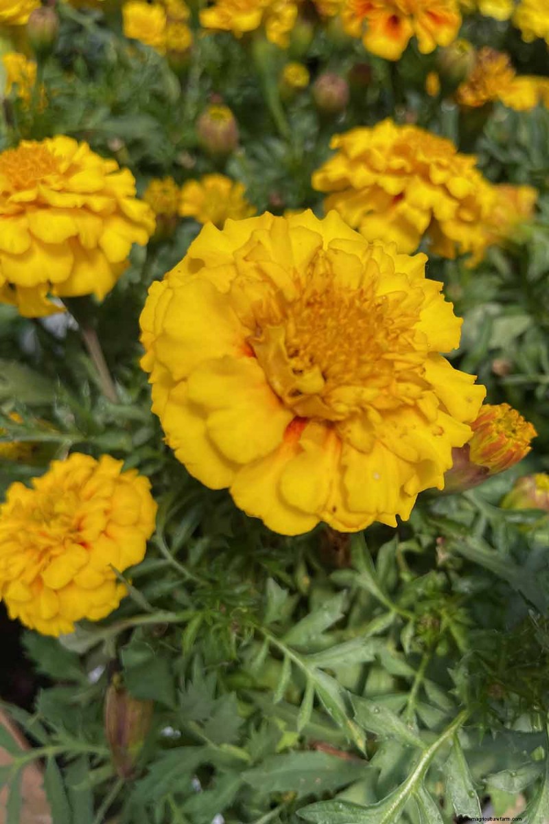 Edible Flowers: A Guide to 69 Delicious Varieties & Culinary Uses