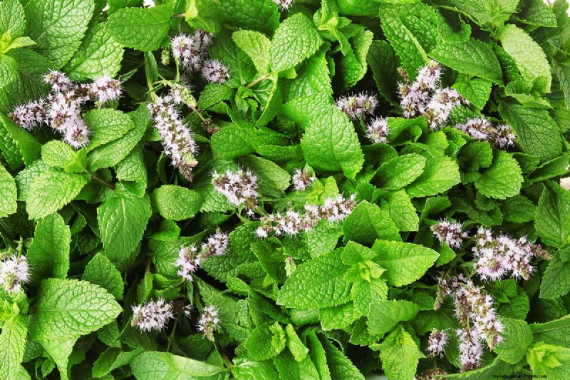 Edible Flowers: A Guide to 69 Delicious Varieties & Culinary Uses