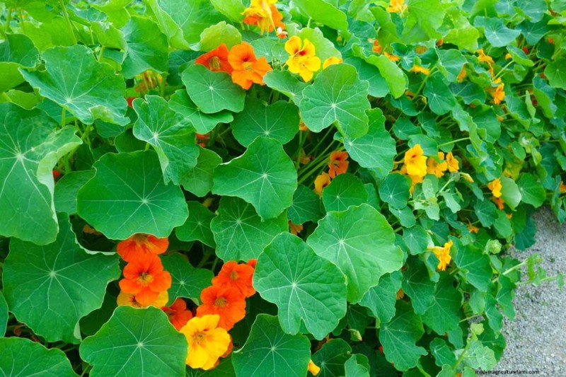 Edible Flowers: A Guide to 69 Delicious Varieties & Culinary Uses