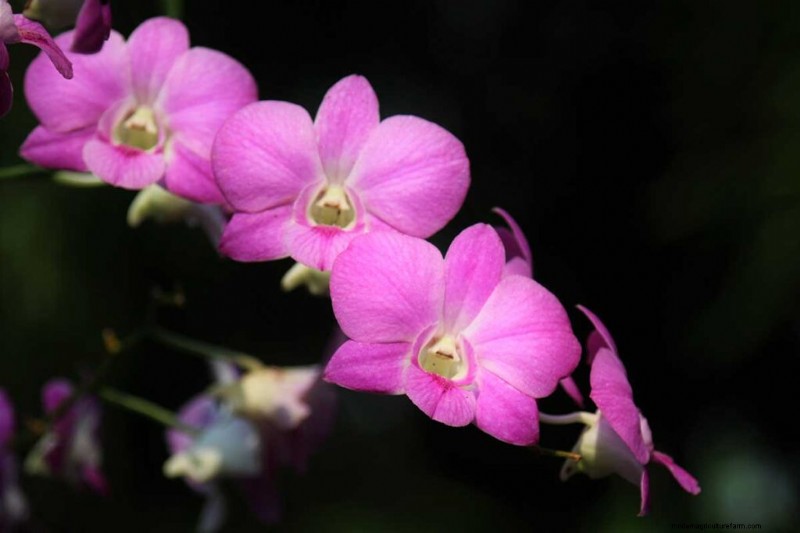 Edible Flowers: A Guide to 69 Delicious Varieties & Culinary Uses