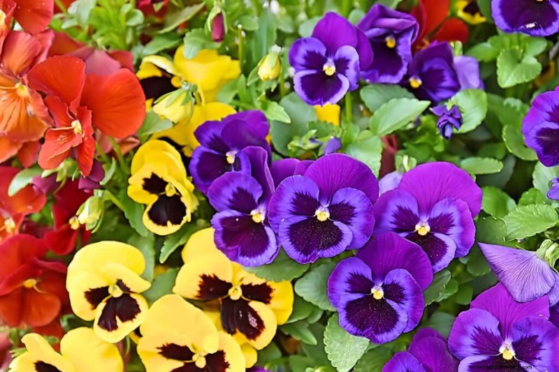 Edible Flowers: A Guide to 69 Delicious Varieties & Culinary Uses