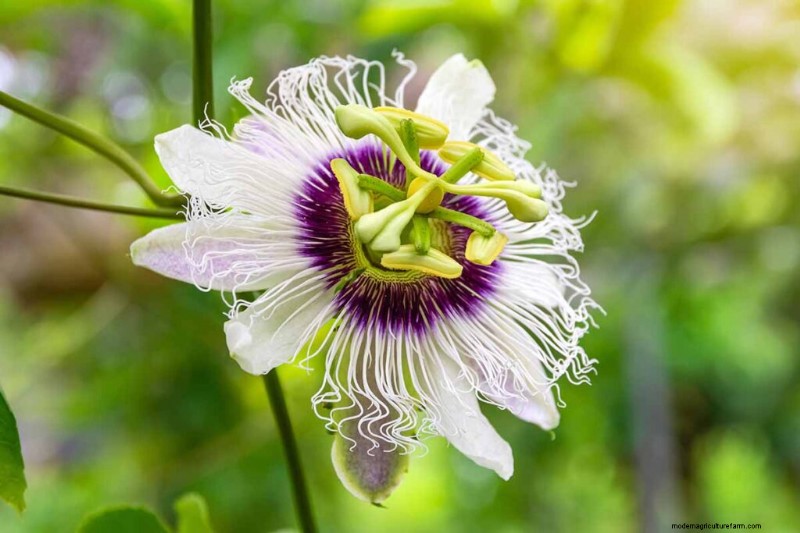 Edible Flowers: A Guide to 69 Delicious Varieties & Culinary Uses