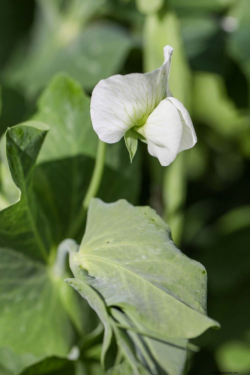Edible Flowers: A Guide to 69 Delicious Varieties & Culinary Uses