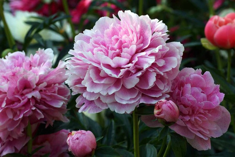 Edible Flowers: A Guide to 69 Delicious Varieties & Culinary Uses