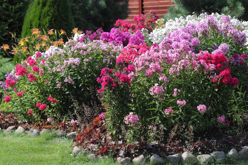 Edible Flowers: A Guide to 69 Delicious Varieties & Culinary Uses