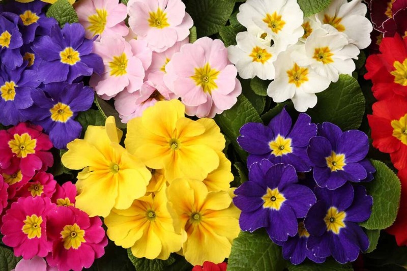 Edible Flowers: A Guide to 69 Delicious Varieties & Culinary Uses