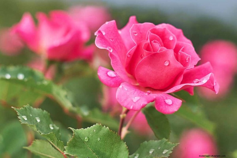 Edible Flowers: A Guide to 69 Delicious Varieties & Culinary Uses