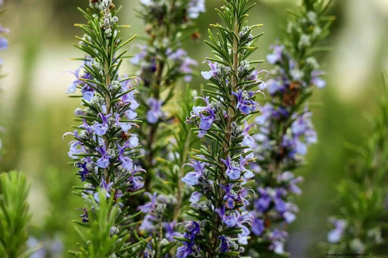 Edible Flowers: A Guide to 69 Delicious Varieties & Culinary Uses