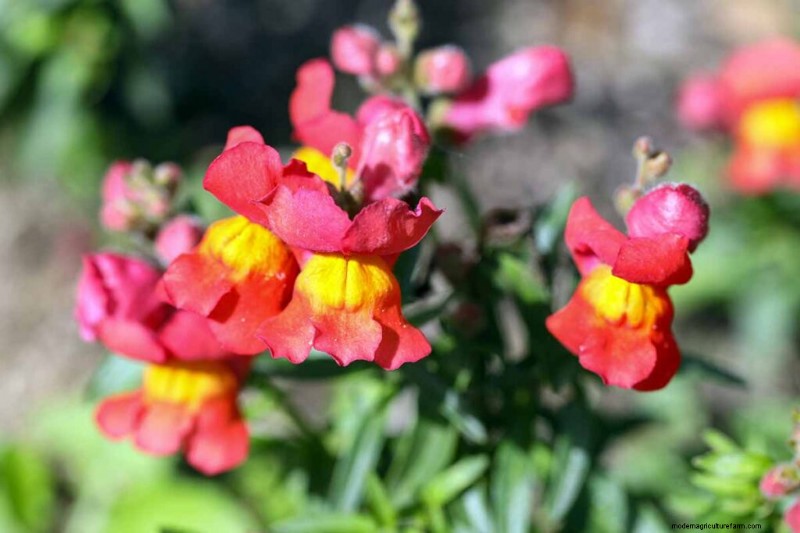 Edible Flowers: A Guide to 69 Delicious Varieties & Culinary Uses