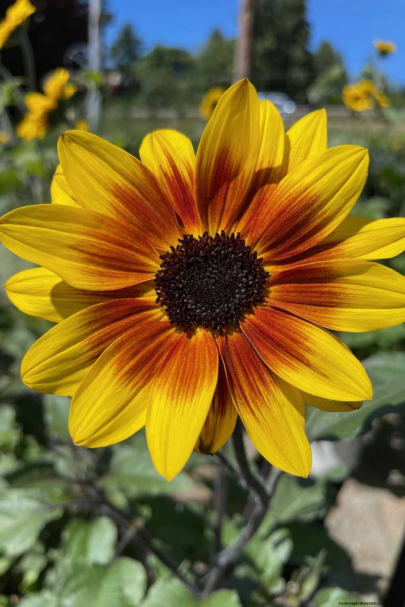 Edible Flowers: A Guide to 69 Delicious Varieties & Culinary Uses