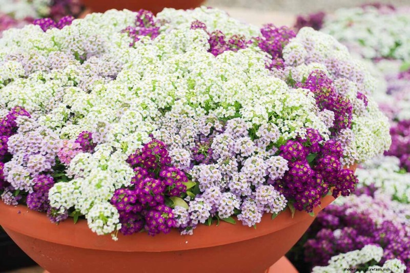 Edible Flowers: A Guide to 69 Delicious Varieties & Culinary Uses