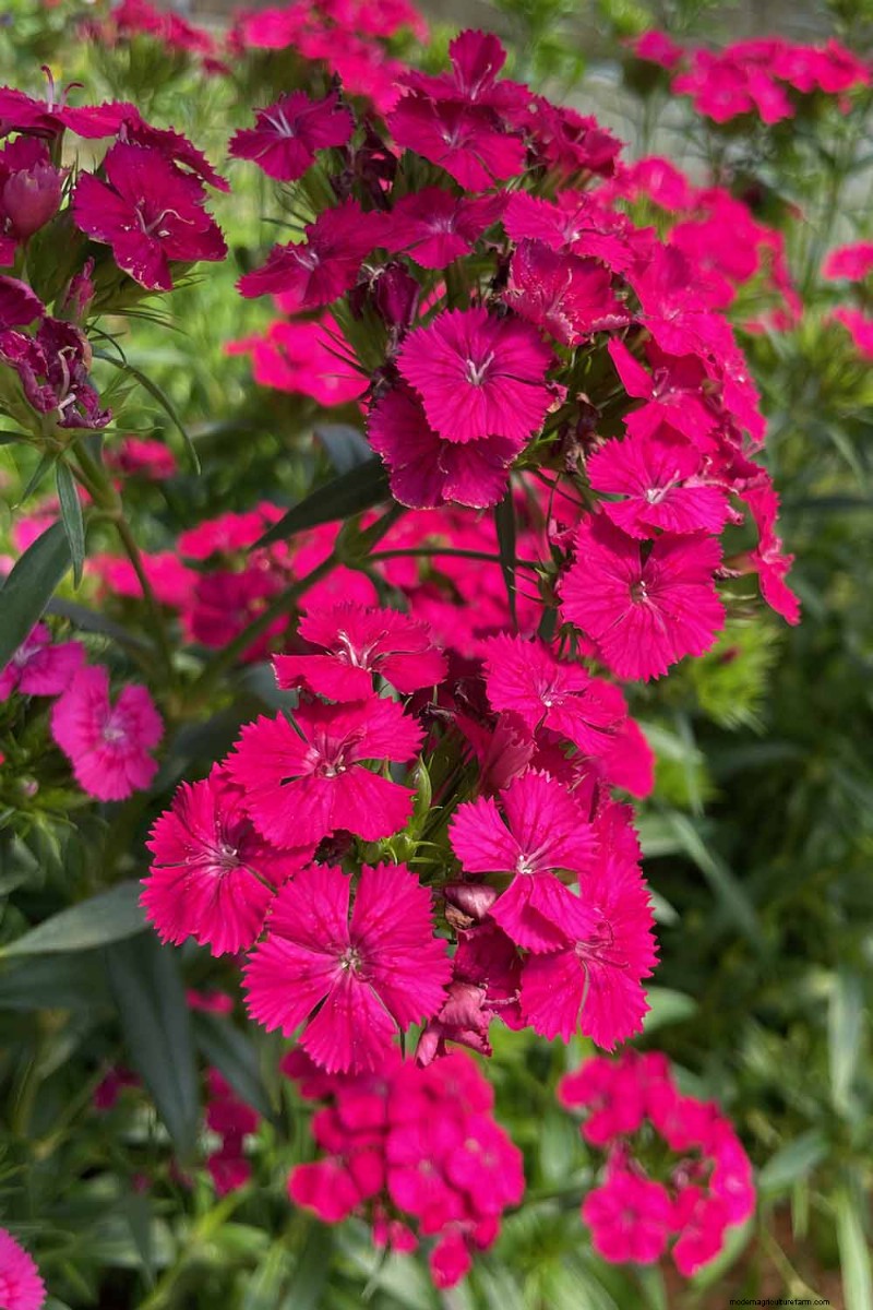 Edible Flowers: A Guide to 69 Delicious Varieties & Culinary Uses