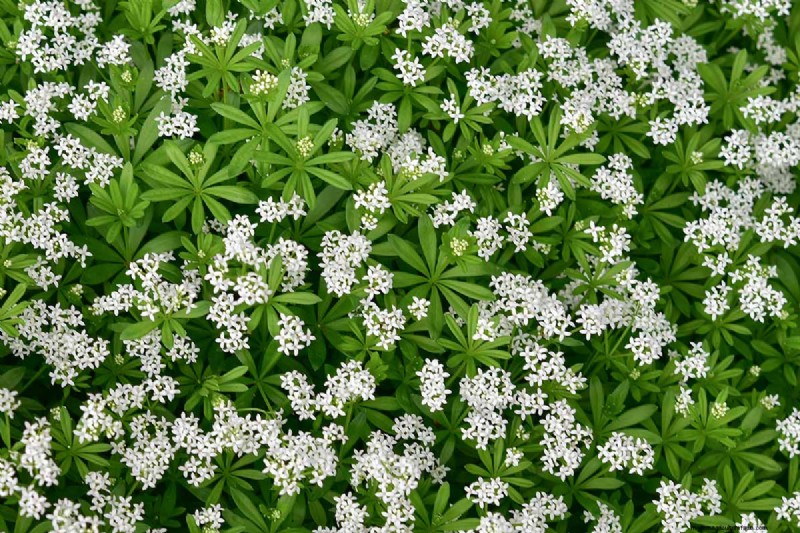 Edible Flowers: A Guide to 69 Delicious Varieties & Culinary Uses