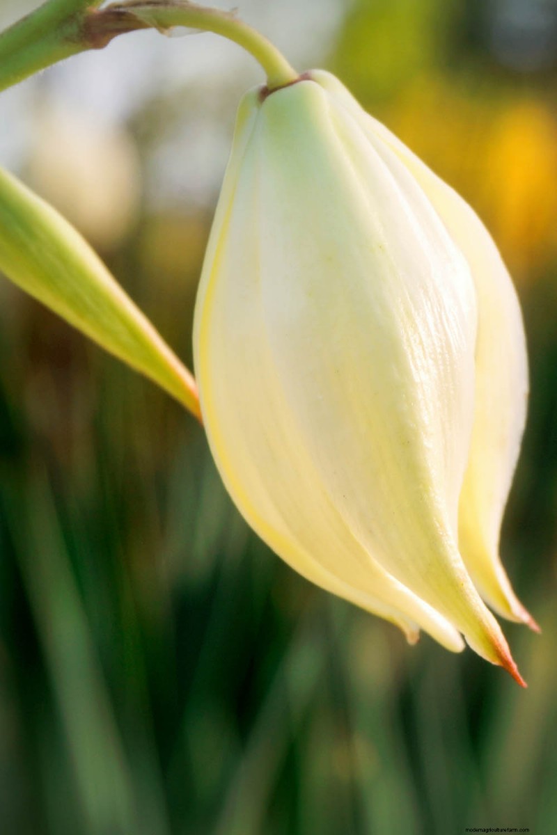Edible Flowers: A Guide to 69 Delicious Varieties & Culinary Uses