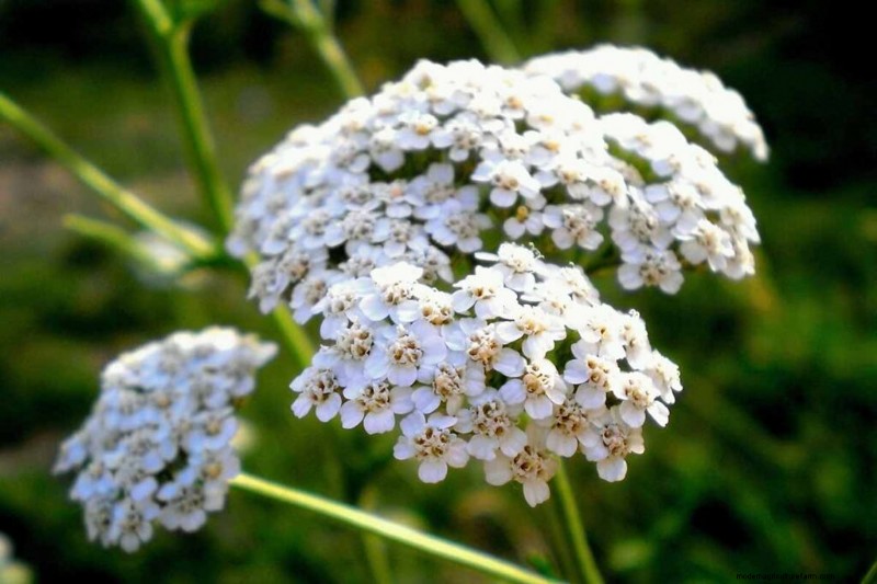 Edible Flowers: A Guide to 69 Delicious Varieties & Culinary Uses