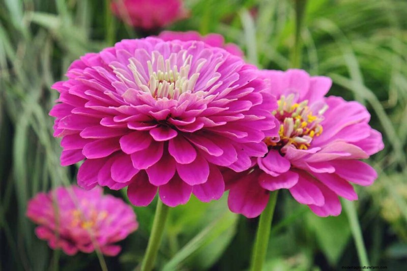 Edible Flowers: A Guide to 69 Delicious Varieties & Culinary Uses