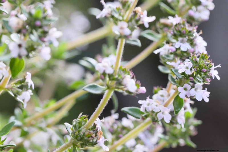 Edible Flowers: A Guide to 69 Delicious Varieties & Culinary Uses