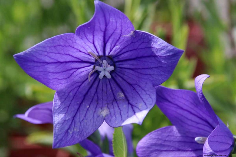 Long-Lasting Perennials: 17 Best Choices for Year-Round Beauty