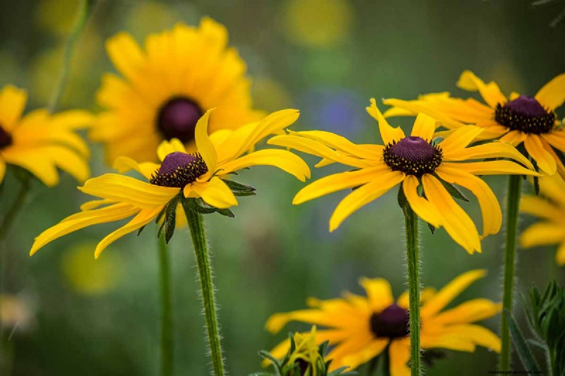 Long-Lasting Perennials: 17 Best Choices for Year-Round Beauty