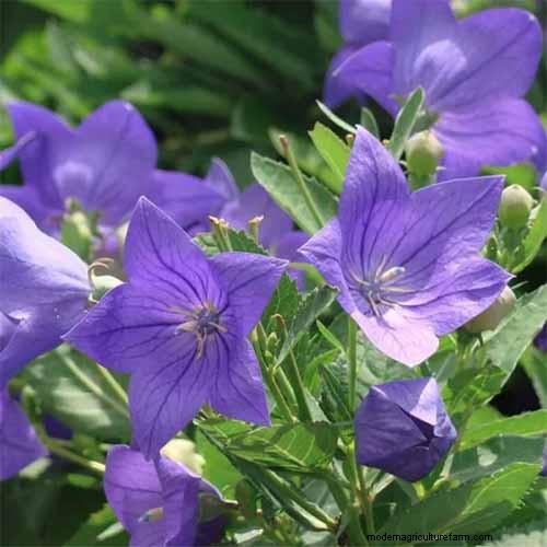 Long-Lasting Perennials: 17 Best Choices for Year-Round Beauty