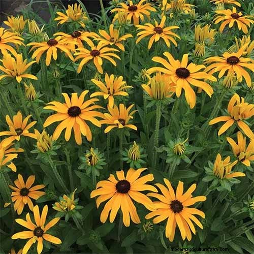 Long-Lasting Perennials: 17 Best Choices for Year-Round Beauty