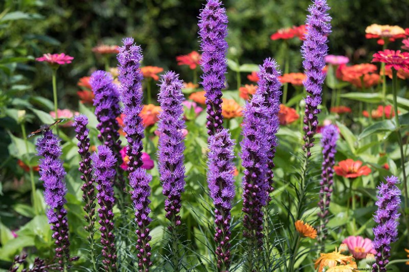 Long-Lasting Perennials: 17 Best Choices for Year-Round Beauty