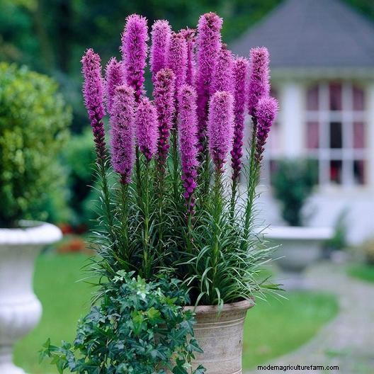 Long-Lasting Perennials: 17 Best Choices for Year-Round Beauty