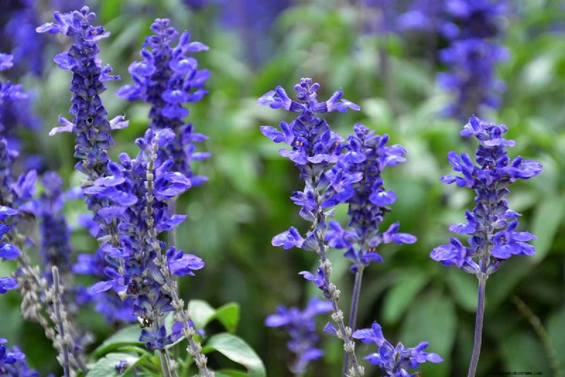 Long-Lasting Perennials: 17 Best Choices for Year-Round Beauty
