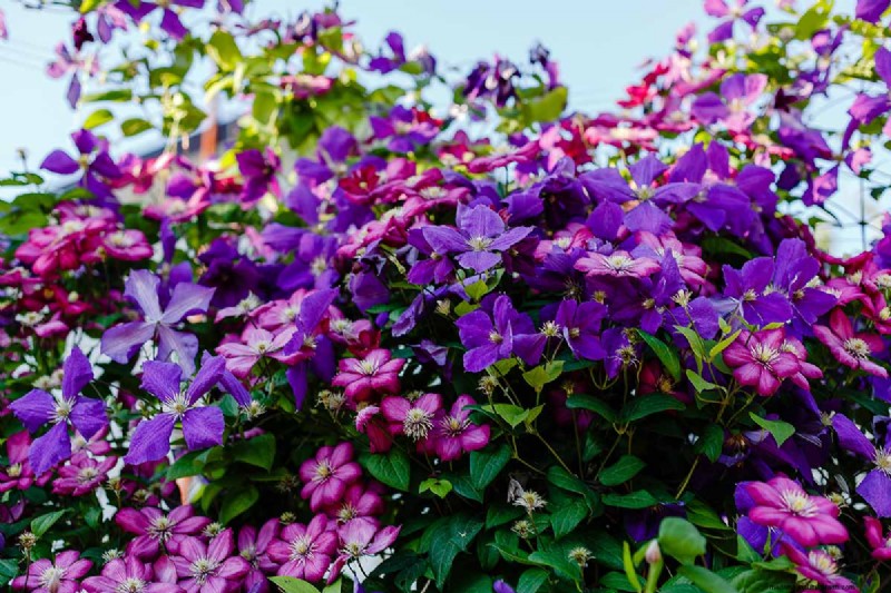 Long-Lasting Perennials: 17 Best Choices for Year-Round Beauty