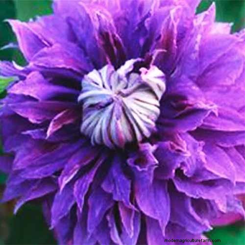 Long-Lasting Perennials: 17 Best Choices for Year-Round Beauty