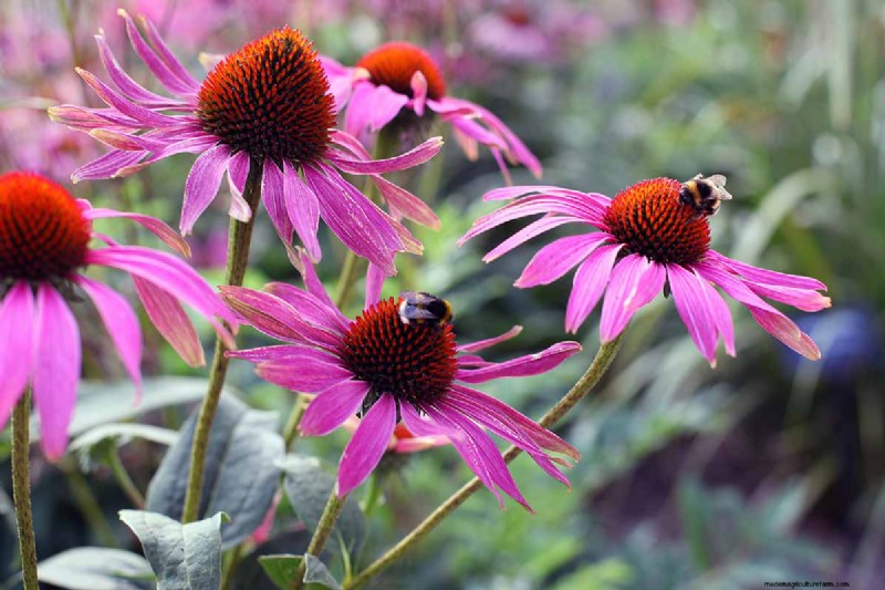 Long-Lasting Perennials: 17 Best Choices for Year-Round Beauty