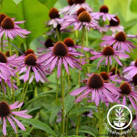 Long-Lasting Perennials: 17 Best Choices for Year-Round Beauty