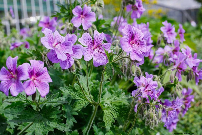 Long-Lasting Perennials: 17 Best Choices for Year-Round Beauty