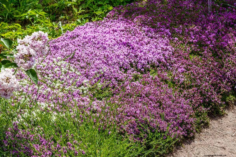 Long-Lasting Perennials: 17 Best Choices for Year-Round Beauty