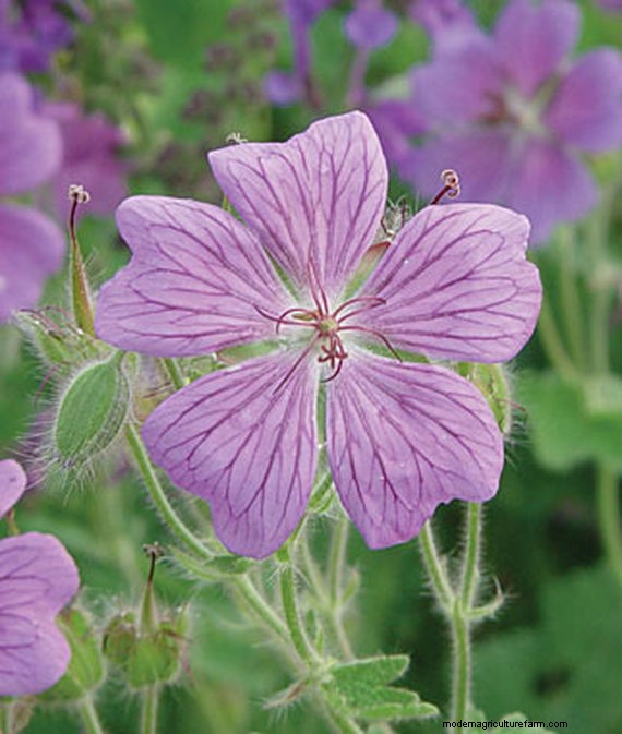 Long-Lasting Perennials: 17 Best Choices for Year-Round Beauty
